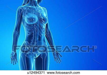 Female skeleton, computer illustration. View Large Photo Image Stock Image - Female skeleton, computer illustration.. Fotosearch