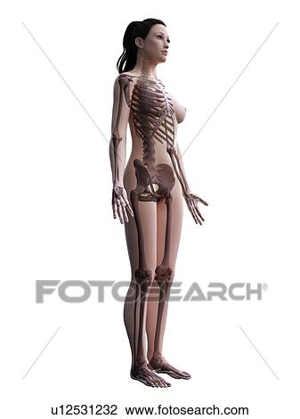 Female skeleton, computer illustration. View Large Photo Image Stock Image - Female skeleton, computer illustration.. Fotosearch