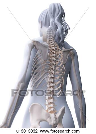 Stock Image - Female skeleton, computer illustration.. Fotosearch