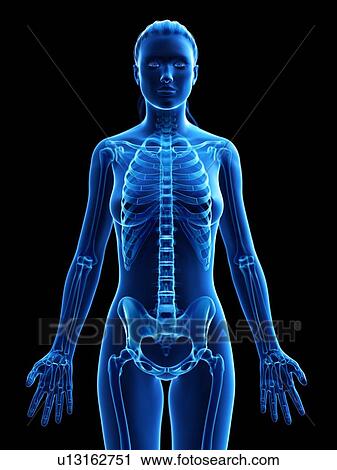 Female skeleton, computer illustration. View Large Photo Image Stock Image - Female skeleton, computer illustration.. Fotosearch