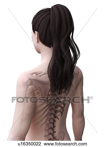 Female skeleton, computer illustration. View Large Photo Image Stock Image - Female skeleton, computer illustration.. Fotosearch