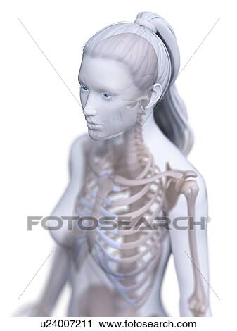 Female skeleton, computer illustration. View Large Photo Image Stock Image - Female skeleton, computer illustration.. Fotosearch