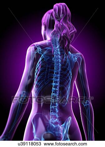 Stock Image - Female skeleton, computer illustration.. Fotosearch