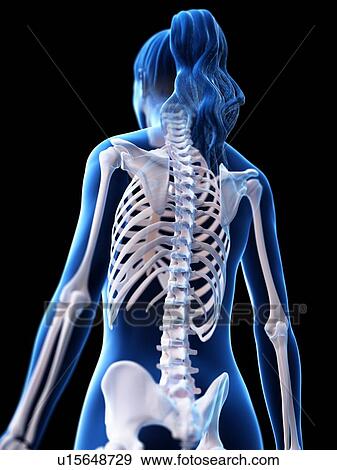 Female skeleton, computer illustration. View Large Photo Image Stock Photo - Female skeleton, computer illustration.. Fotosearch