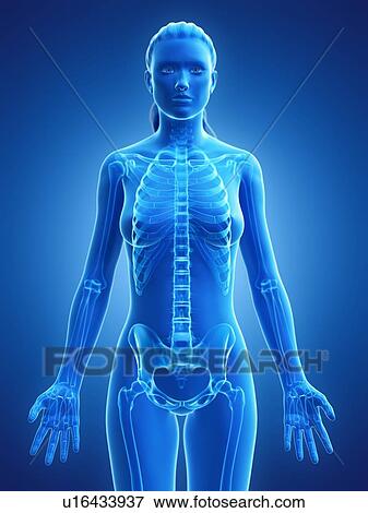 Stock Photo - Female skeleton, computer illustration.. Fotosearch