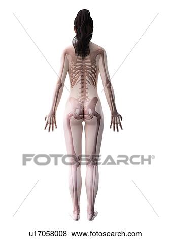 Female skeleton, computer illustration. View Large Photo Image Stock Photo - Female skeleton, computer illustration.. Fotosearch