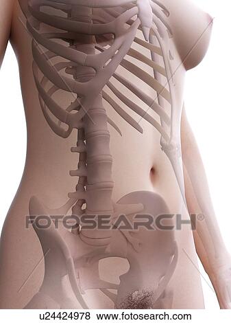 Stock Photo - Female skeleton, computer illustration.. Fotosearch