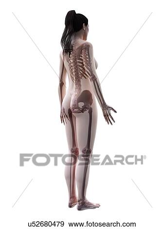 Stock Photo - Female skeleton, computer illustration.. Fotosearch