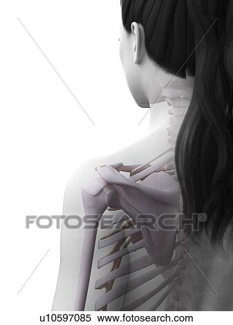 Stock Photography - Female skeleton, computer illustration.. Fotosearch