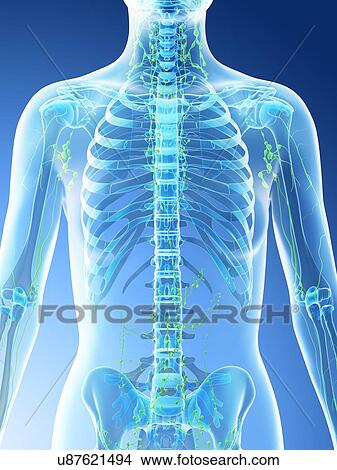Picture - Female thoracic lymph nodes, computer illustration.. Fotosearch