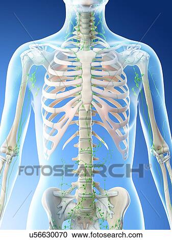Stock Image - Female thoracic lymph nodes, computer illustration.. Fotosearch