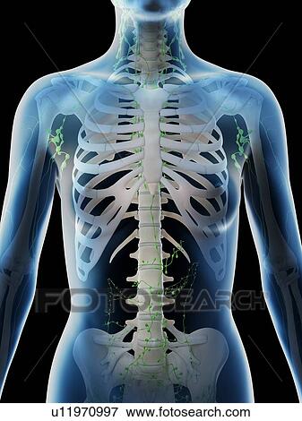 Stock Photo - Female thoracic lymph nodes, computer illustration.. Fotosearch
