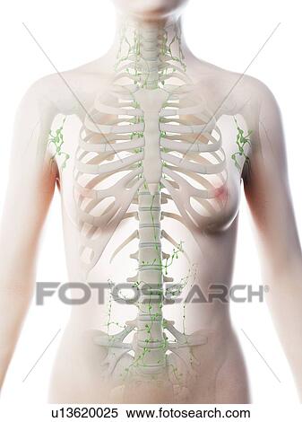 Stock Photography - Female thoracic lymph nodes, computer illustration.. Fotosearch