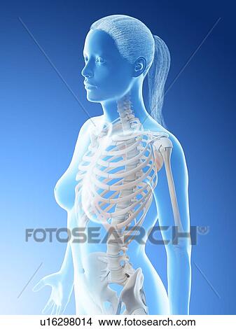 Female thorax bones, computer illustration. View Large Photo Image Picture - Female thorax bones, computer illustration.. Fotosearch