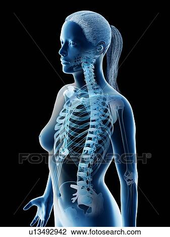 Stock Image - Female thorax bones, computer illustration.. Fotosearch