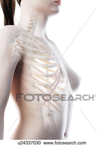 Female thorax bones, computer illustration. View Large Photo Image Stock Image - Female thorax bones, computer illustration.. Fotosearch