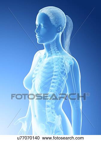 Stock Image - Female thorax bones, computer illustration.. Fotosearch