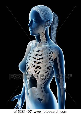 Stock Photo - Female thorax bones, computer illustration.. Fotosearch