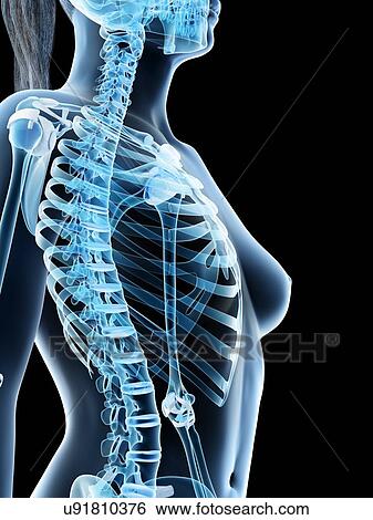 Female thorax bones, computer illustration. View Large Photo Image Stock Photograph - Female thorax bones, computer illustration.. Fotosearch