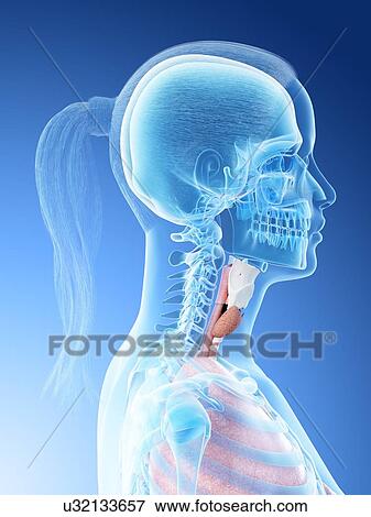 Stock Photo - Female throat anatomy, computer illustration.. Fotosearch