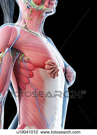 Stock Image - Female upper body anatomy, computer illustration.. Fotosearch