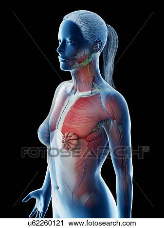 Stock Image - Female upper body anatomy, computer illustration.. Fotosearch