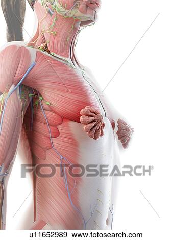 Female upper body anatomy, computer illustration. View Large Photo Image Stock Photo - Female upper body anatomy, computer illustration.. Fotosearch