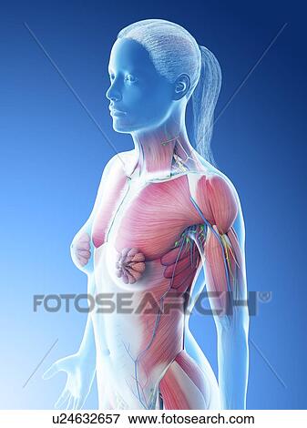 Female upper body anatomy, computer illustration. View Large Photo Image Stock Photo - Female upper body anatomy, computer illustration.. Fotosearch