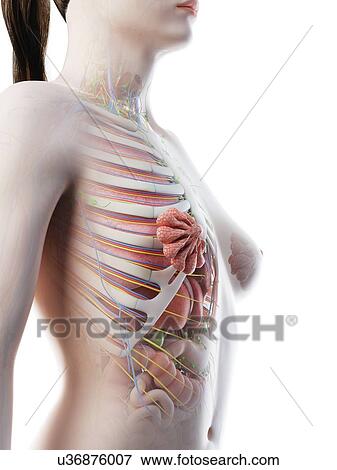 Female Upper Body Anatomy Computer Illustration Stock Photo U36876007 Fotosearch