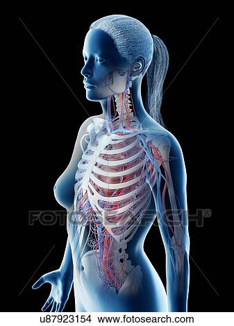 Picture - Female upper body blood vessels, computer illustration.. Fotosearch