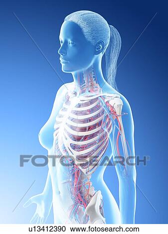 Stock Image - Female upper body blood vessels, computer illustration.. Fotosearch