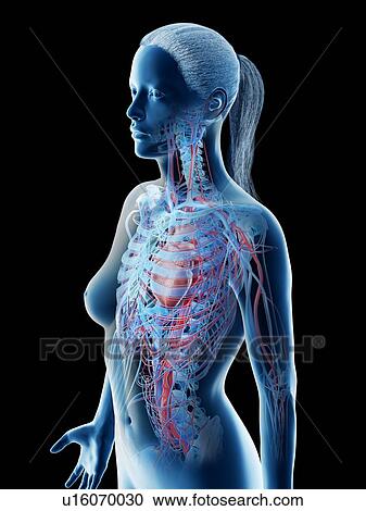 Stock Image - Female upper body blood vessels, computer illustration.. Fotosearch