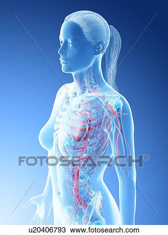 Female upper body blood vessels, computer illustration. View Large Photo Image Stock Image - Female upper body blood vessels, computer illustration.. Fotosearch
