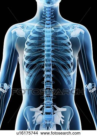 Female upper body bones, computer illustration. View Large Photo Image Picture - Female upper body bones, computer illustration.. Fotosearch