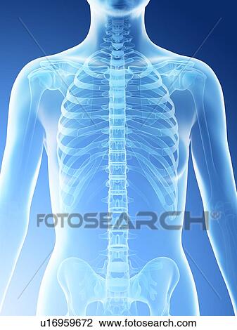 Stock Image - Female upper body bones, computer illustration.. Fotosearch