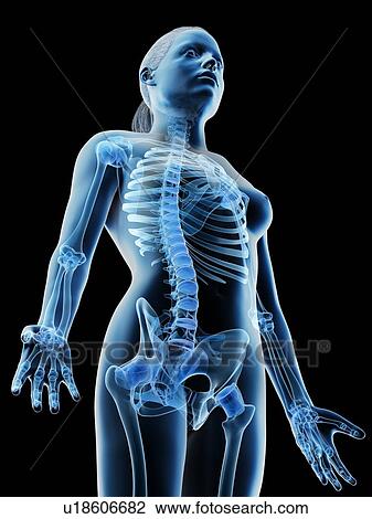 Female upper body bones, computer illustration. View Large Photo Image Stock Image - Female upper body bones, computer illustration.. Fotosearch