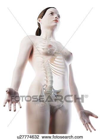 Female upper body bones, computer illustration. View Large Photo Image Stock Image - Female upper body bones, computer illustration.. Fotosearch