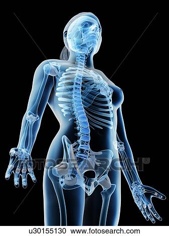 Female upper body bones, computer illustration. View Large Photo Image Stock Image - Female upper body bones, computer illustration.. Fotosearch