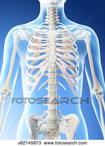 Stock Image - Female upper body bones, computer illustration.. Fotosearch