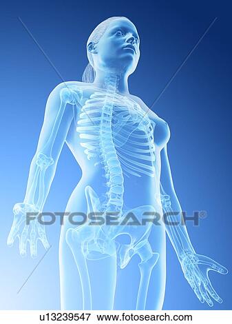 Stock Photo - Female upper body bones, computer illustration.. Fotosearch