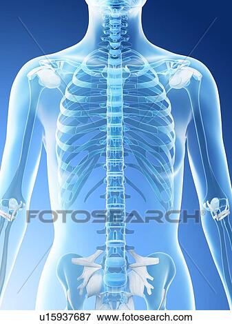 Stock Photo - Female upper body bones, computer illustration.. Fotosearch