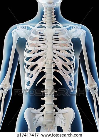 Stock Photo - Female upper body bones, computer illustration.. Fotosearch