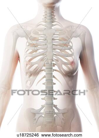 Female upper body bones, computer illustration. View Large Photo Image Stock Photograph - Female upper body bones, computer illustration.. Fotosearch