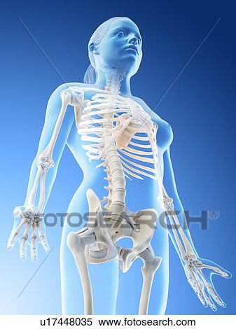 Stock Photography - Female upper body bones, computer illustration.. Fotosearch