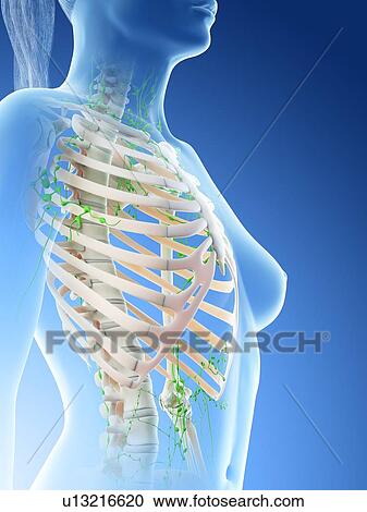Stock Image - Female upper body lymphatic system, computer illustration.. Fotosearch