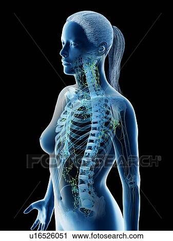 Female upper body lymphatic system, computer illustration. View Large Photo Image Stock Image - Female upper body lymphatic system, computer illustration.. Fotosearch