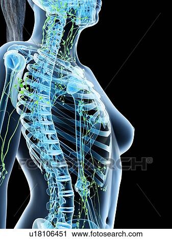 Stock Image - Female upper body lymphatic system, computer illustration.. Fotosearch