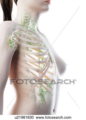 Stock Image - Female upper body lymphatic system, computer illustration.. Fotosearch