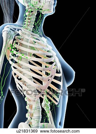 Female upper body lymphatic system, computer illustration. View Large Photo Image Stock Photo - Female upper body lymphatic system, computer illustration.. Fotosearch
