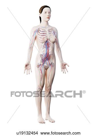 Picture - Female vascular system, computer illustration.. Fotosearch